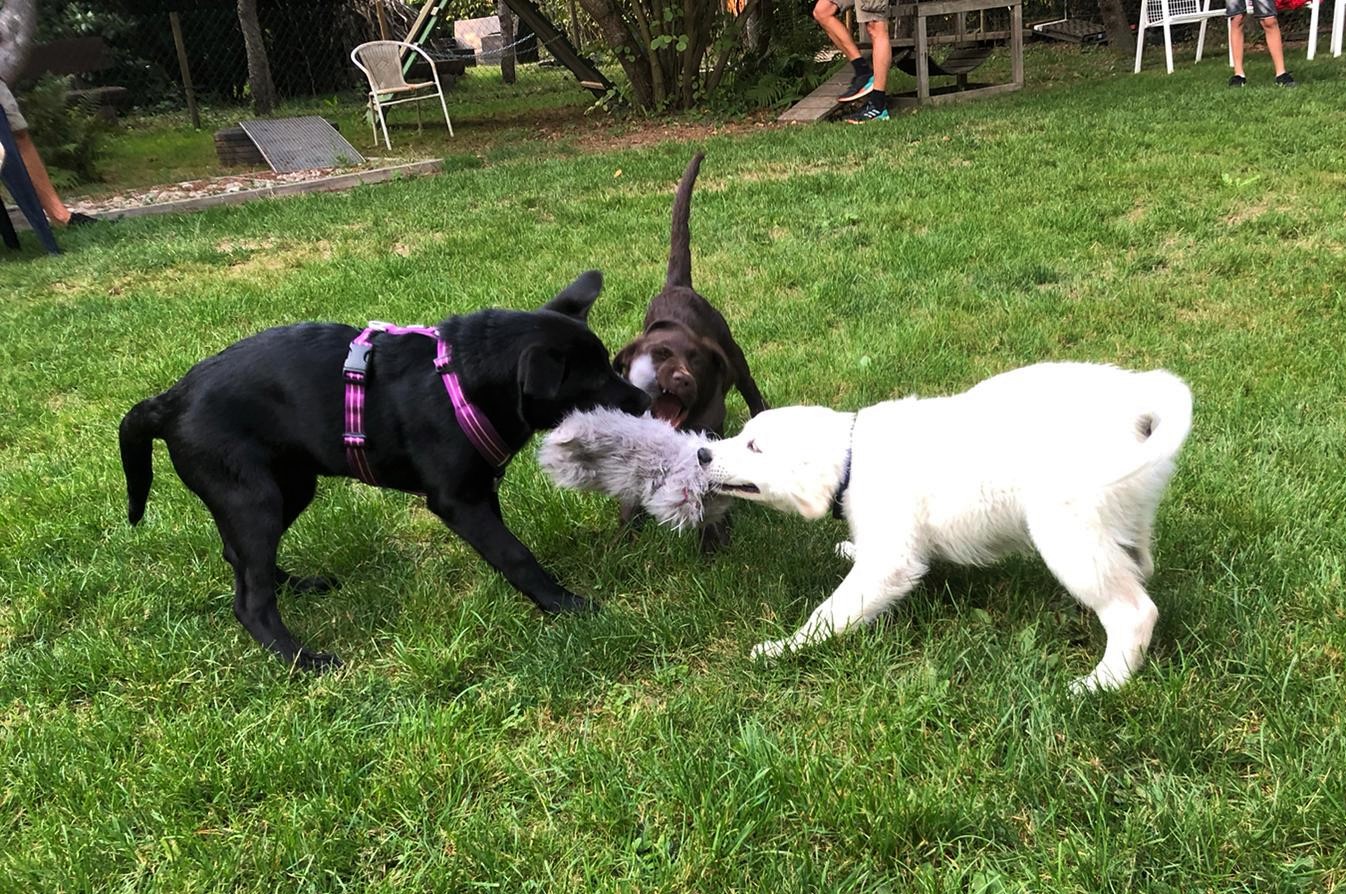 Hundeschule - Welpenerziehung